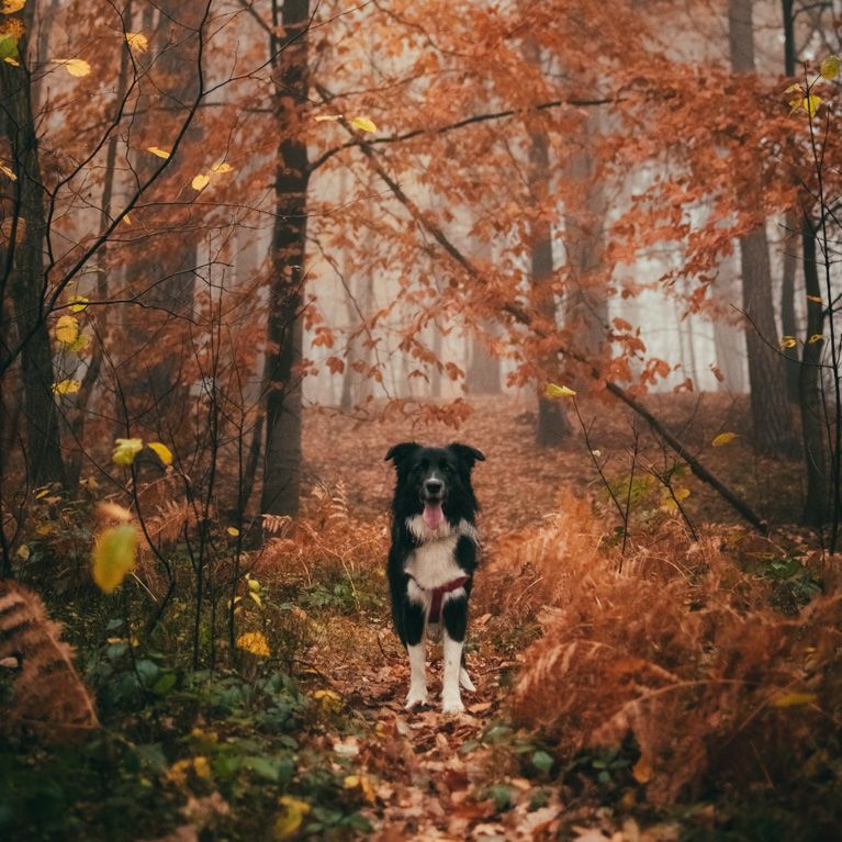 Autumn walk with dog walker Bradley Stoke  