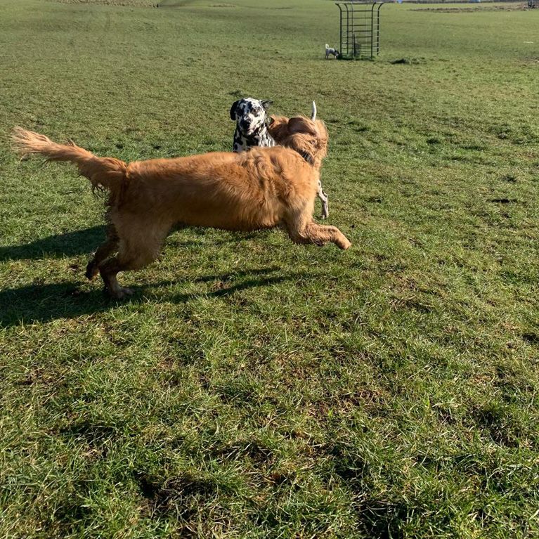 Bellas Buddy Walks in Bradley Stoke Bristol