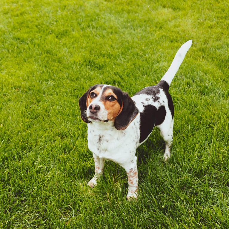 Bradley Stoke Dog Walker