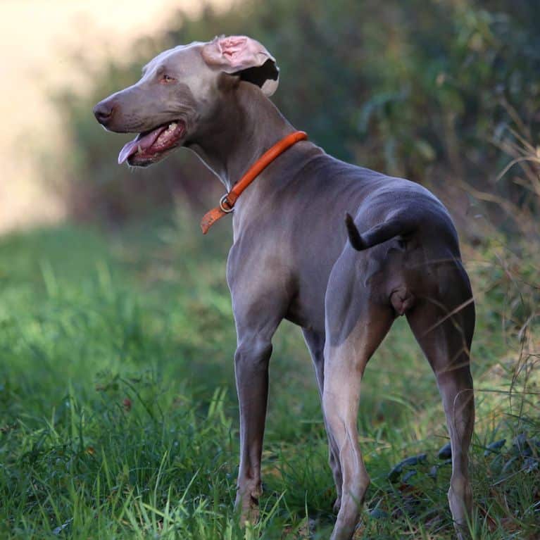 Bradley Stoke Woodland Dog Walker