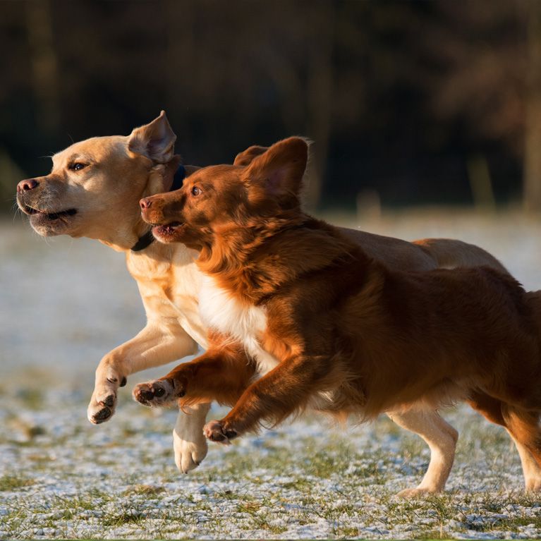 Brentrys dog walker contact  