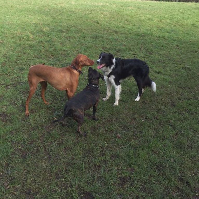 Catching up with Stoke Bishop Dog Walker