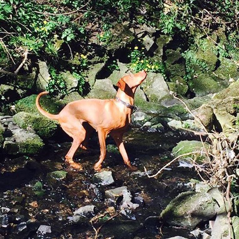 Dog walk with Stoke Bishop dog walker