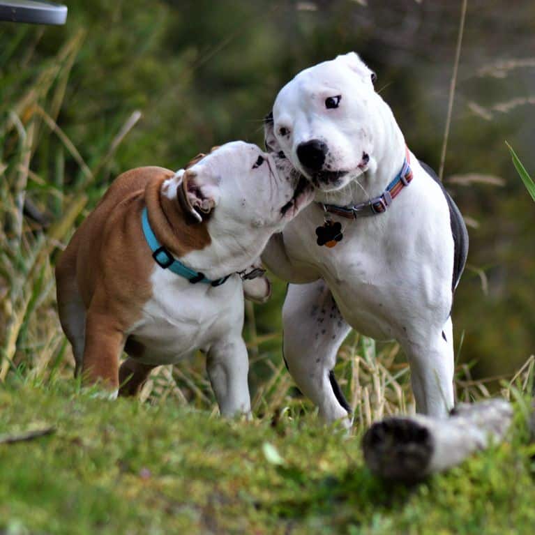 Dog walker in Bradley Stoke contact  