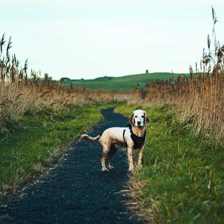 Dog Walker in Bradley Stoke