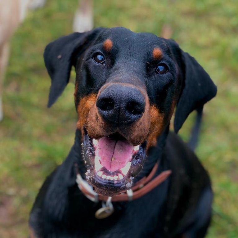 Dog Walking Fun with Dog Walker Bradley Stoke