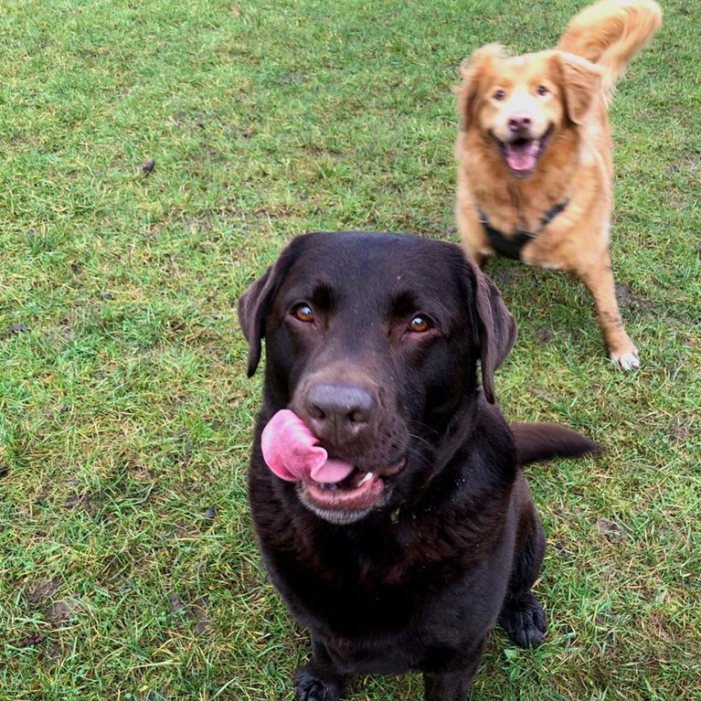 Dog Walking in Bradley Stoke with Bellas Buddy Walks