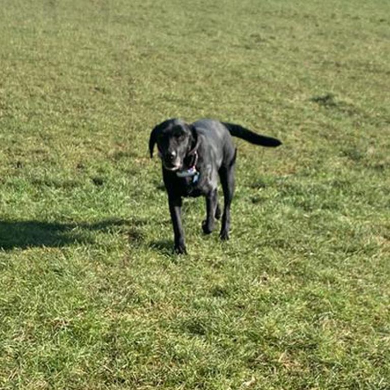 Dog Walking in Bradley Stoke