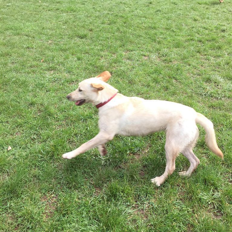 Playtime with dog walker in Stoke Bishop