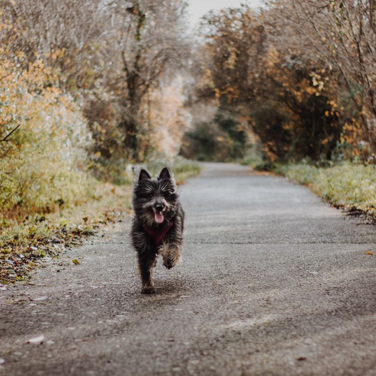 Running on dog walk Stoke Bishop