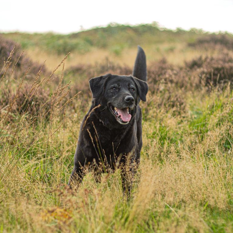 Stoke Bishop dog walker