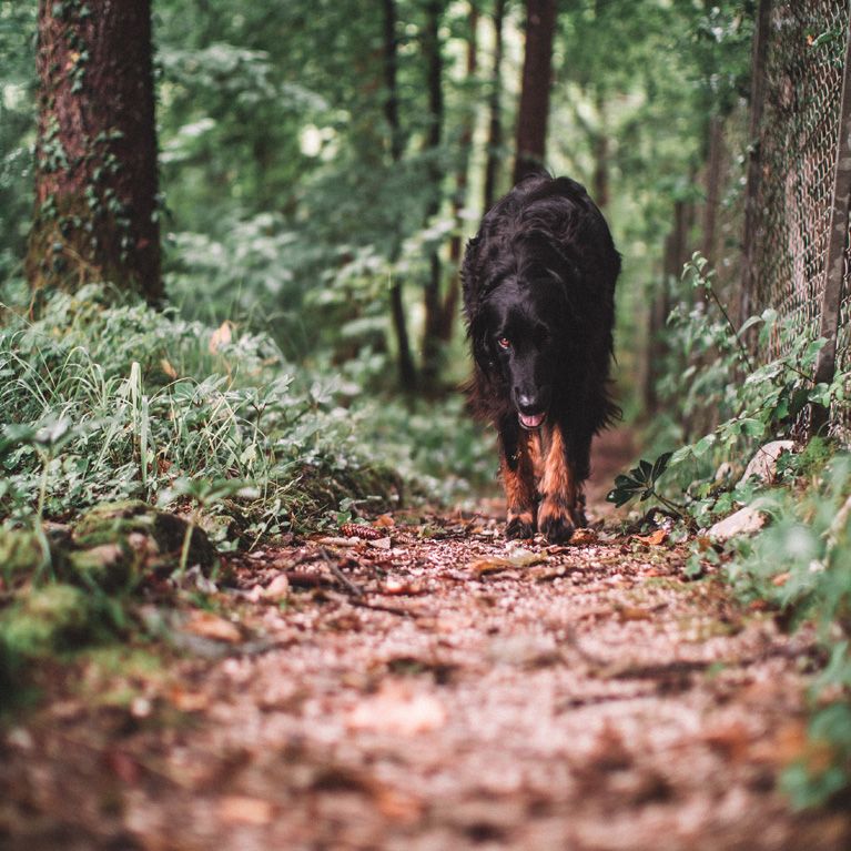 Woodland Dog Walker Bradley Stoke