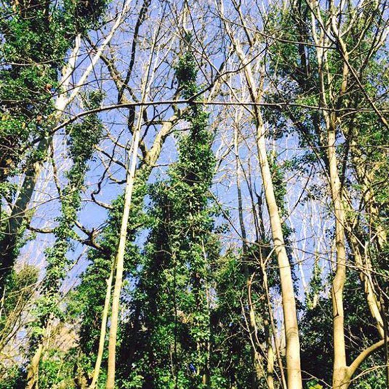 Woodland walk with Stoke Bishop dog walker