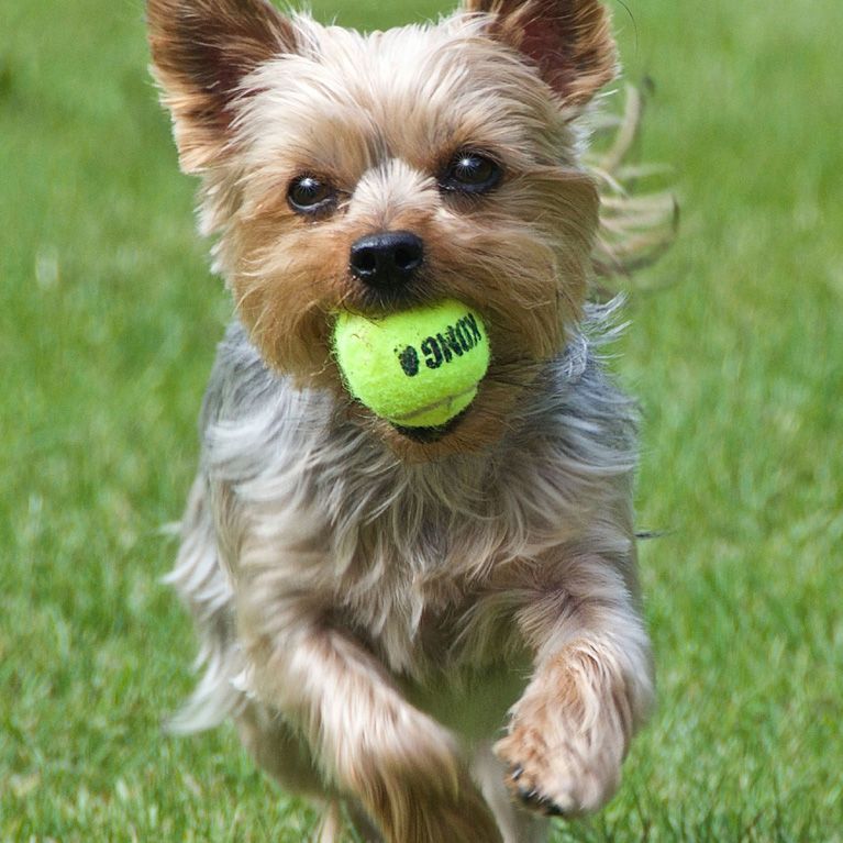 Play time on dog walk Stoke Bishop  