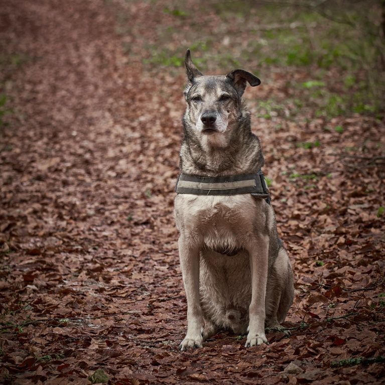 Woodland dog walk Patchway  